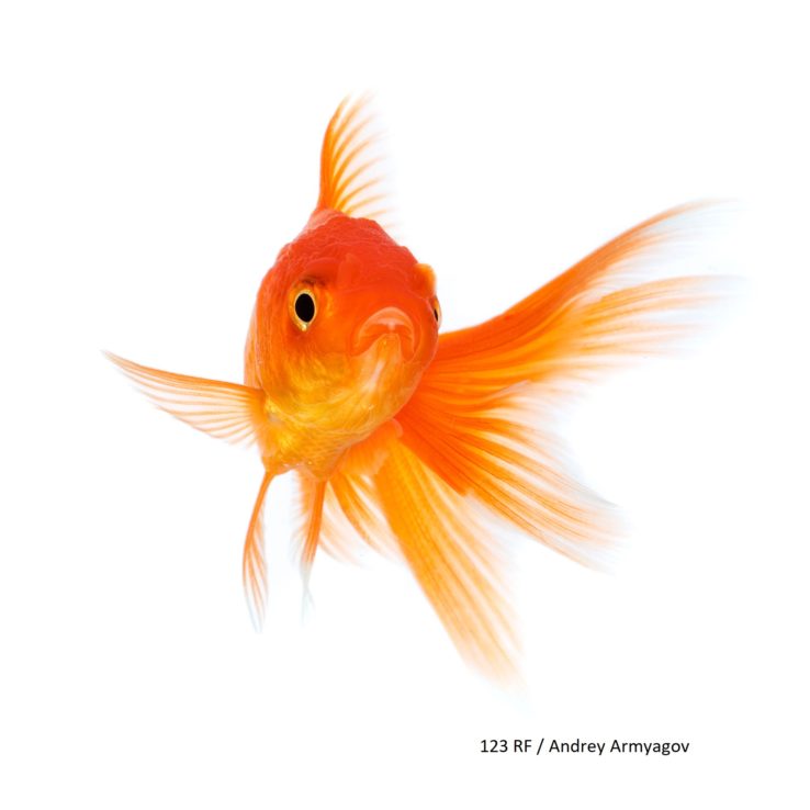 images_poisson-rouge27636268_l